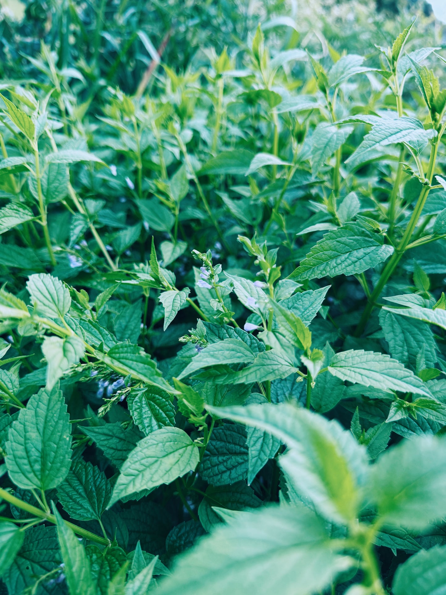 Skullcap Tincture