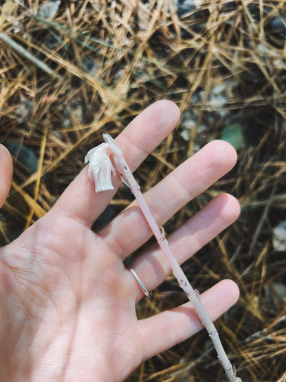 Ghost Pipe Tincture