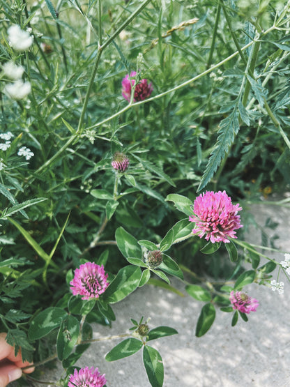 Red Clover Tincture