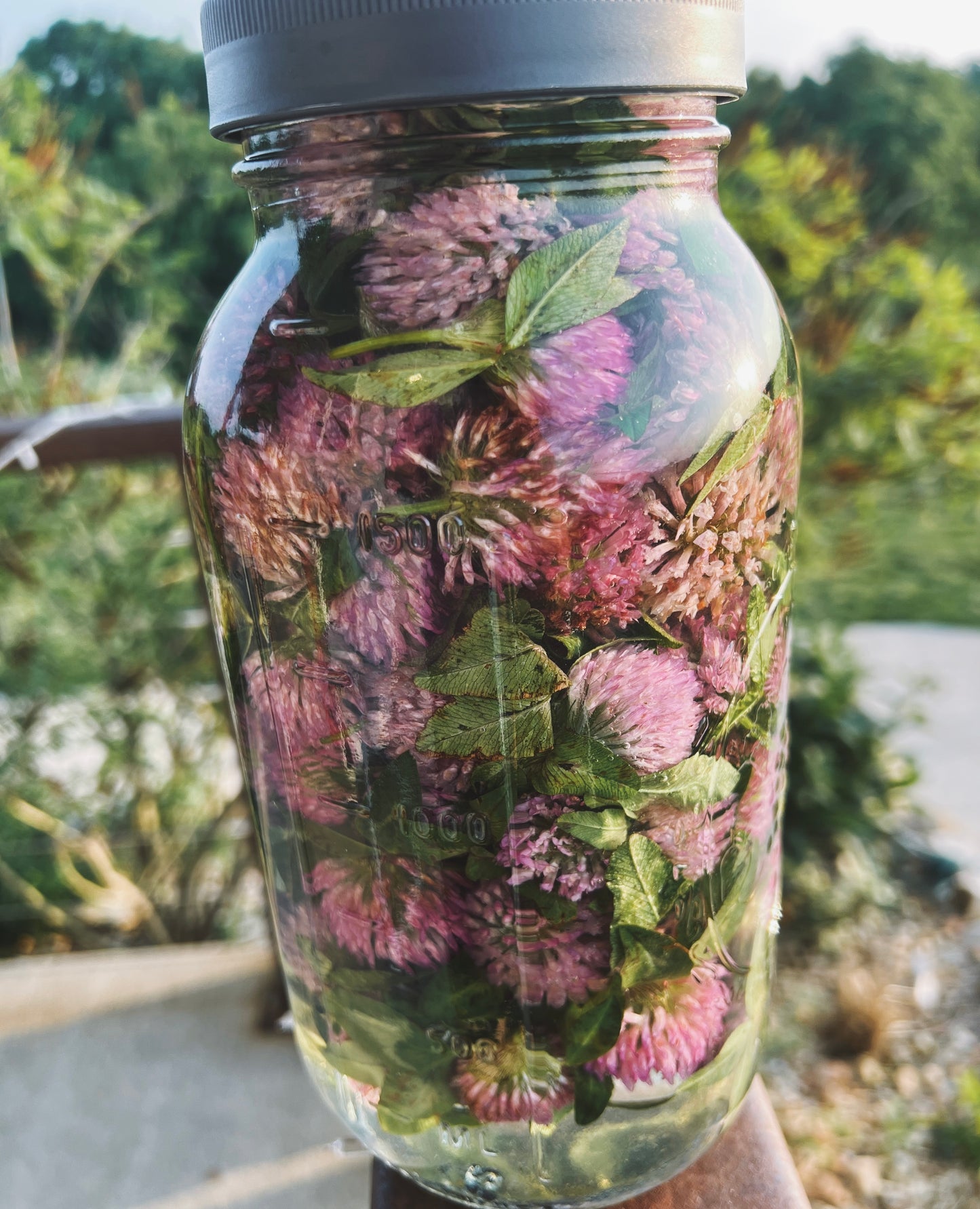 Red Clover Tincture