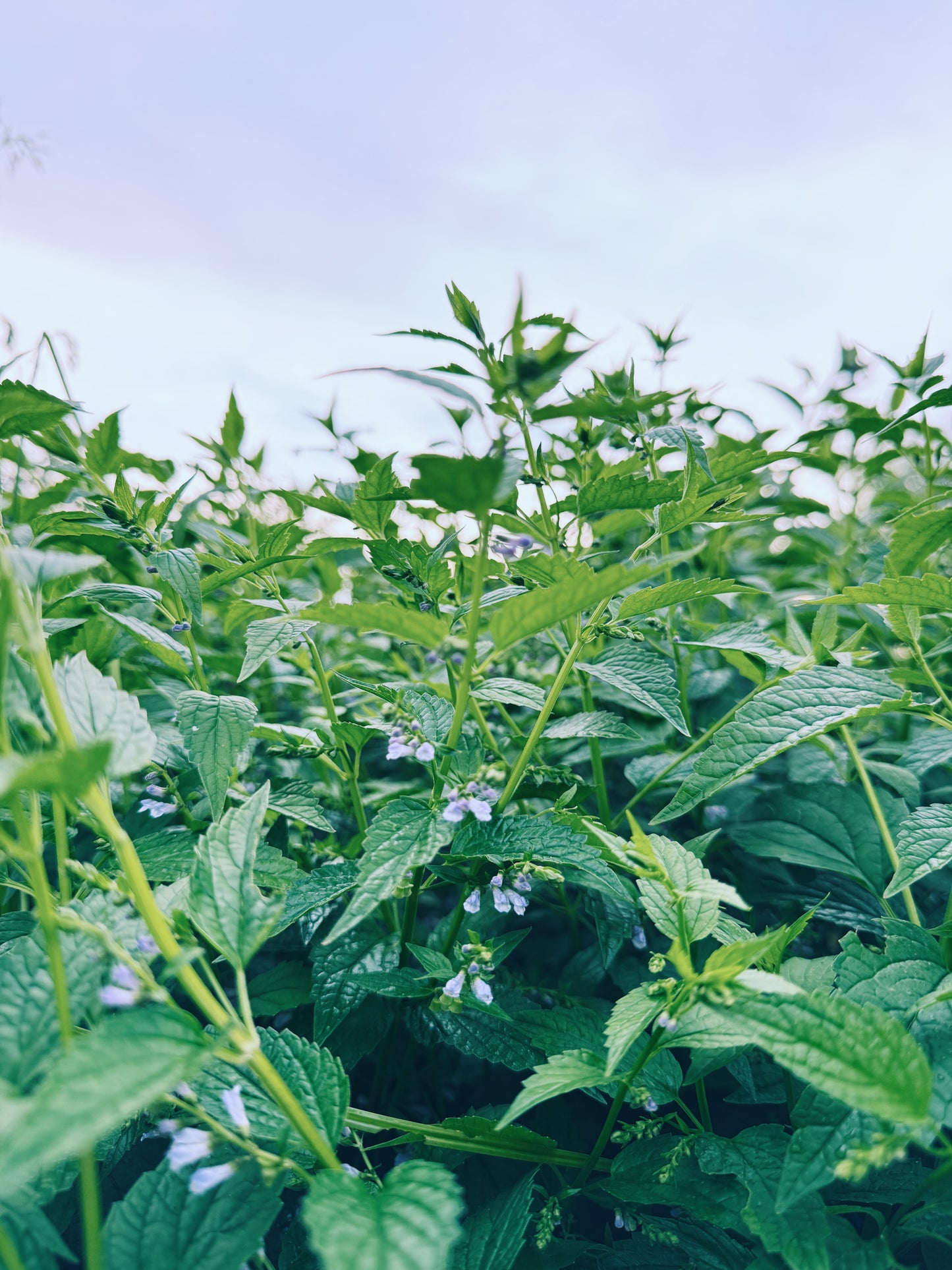 Skullcap Tincture