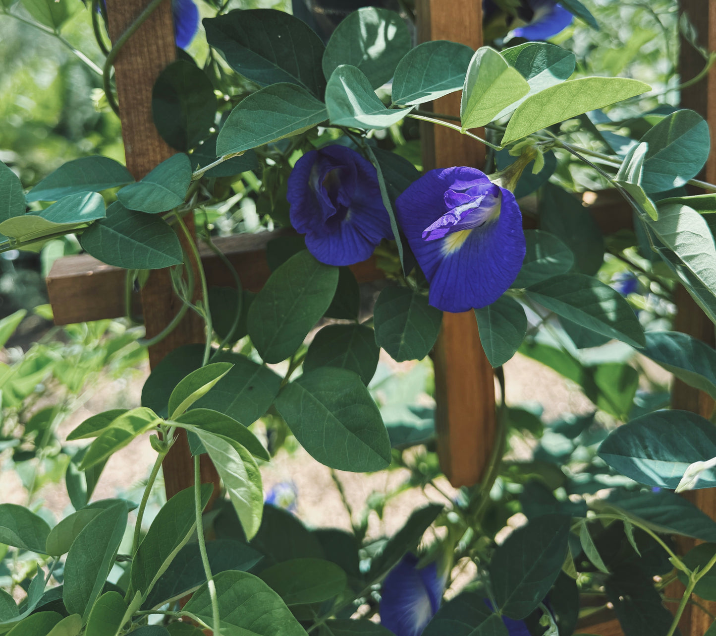 Blue Butterfly Pea Flower Elixir