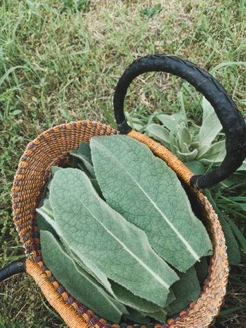 Mullein Oxymel