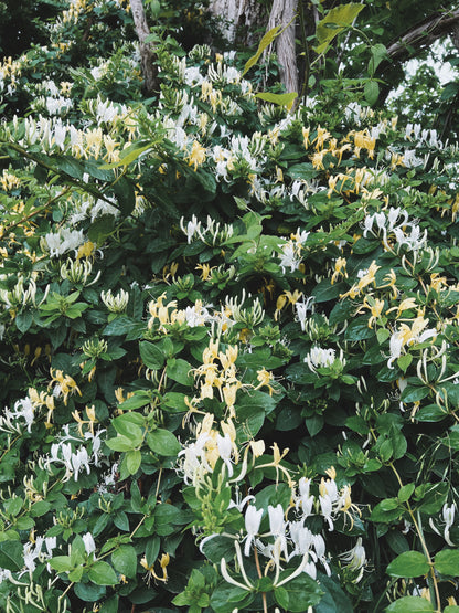 Honeysuckle Tincture