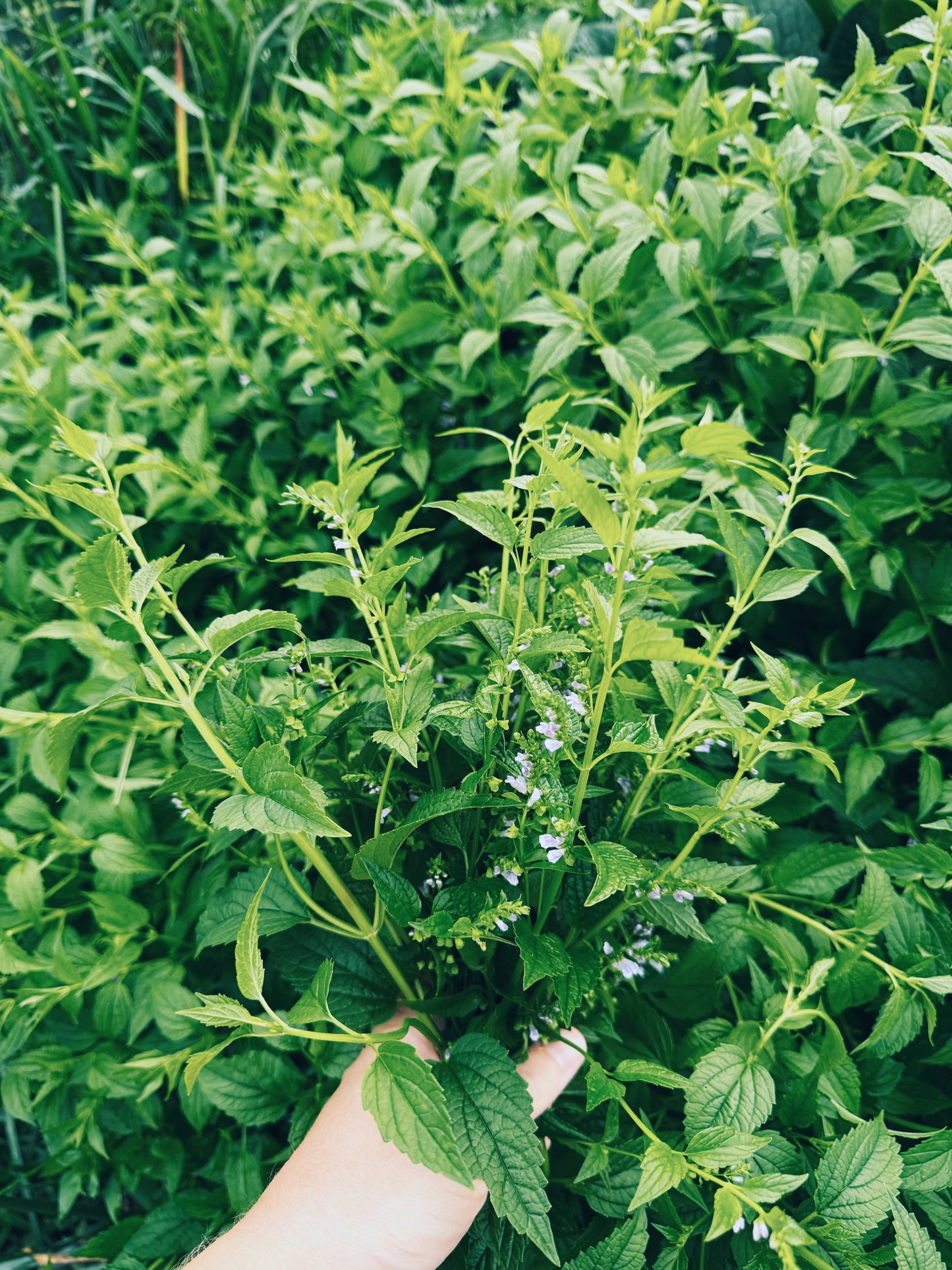 Skullcap Tincture