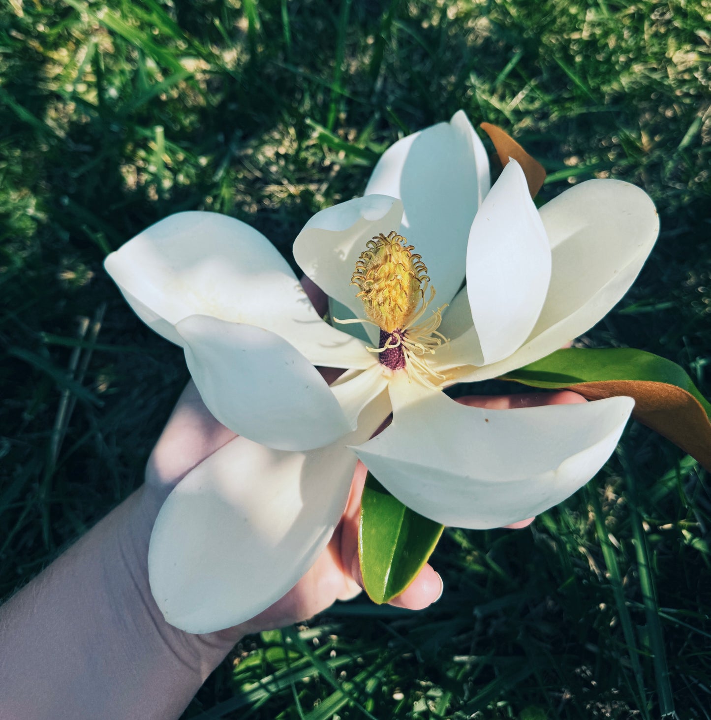 Magnolia Flower Essence