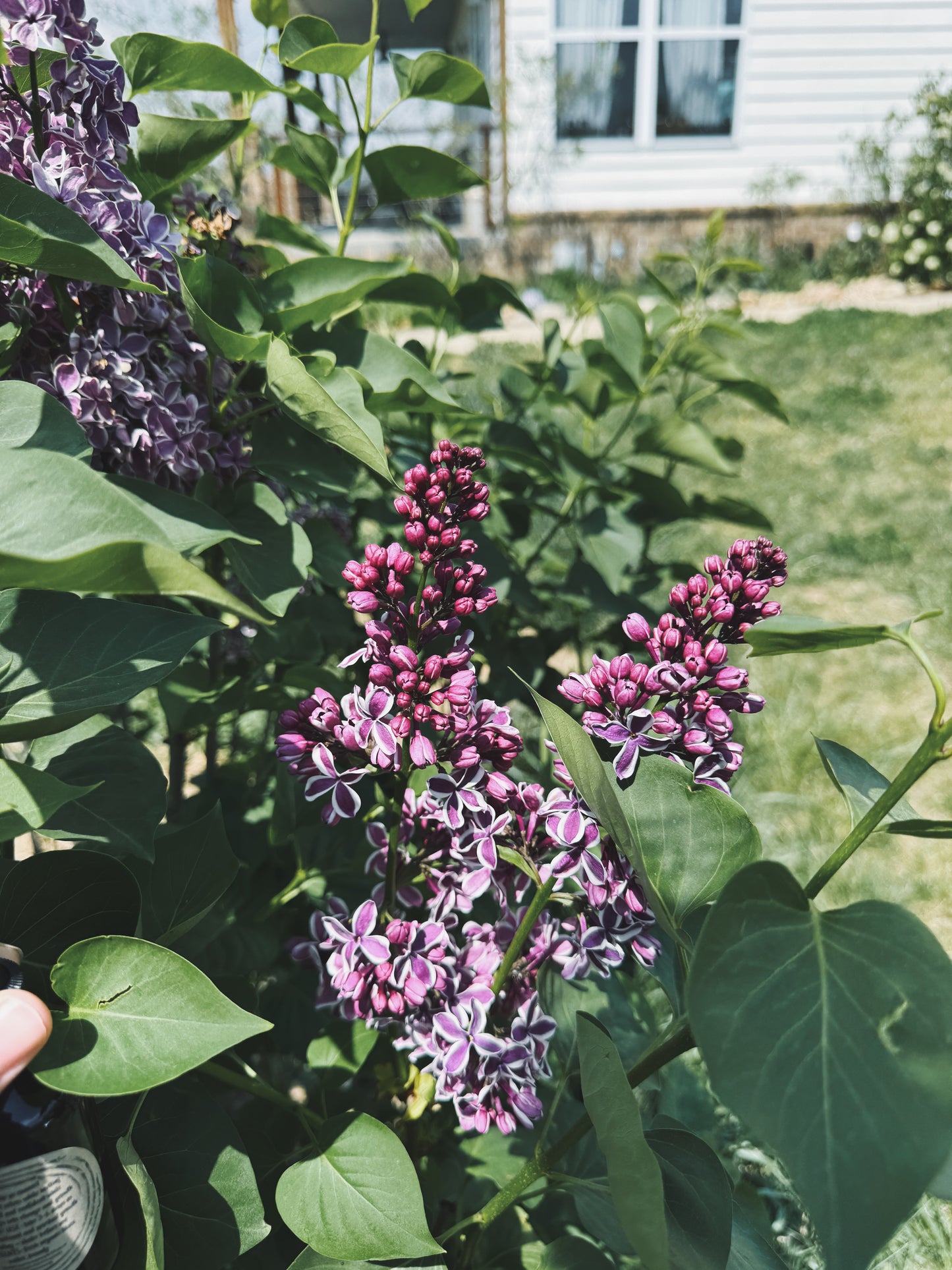 Lilac Flower Essence