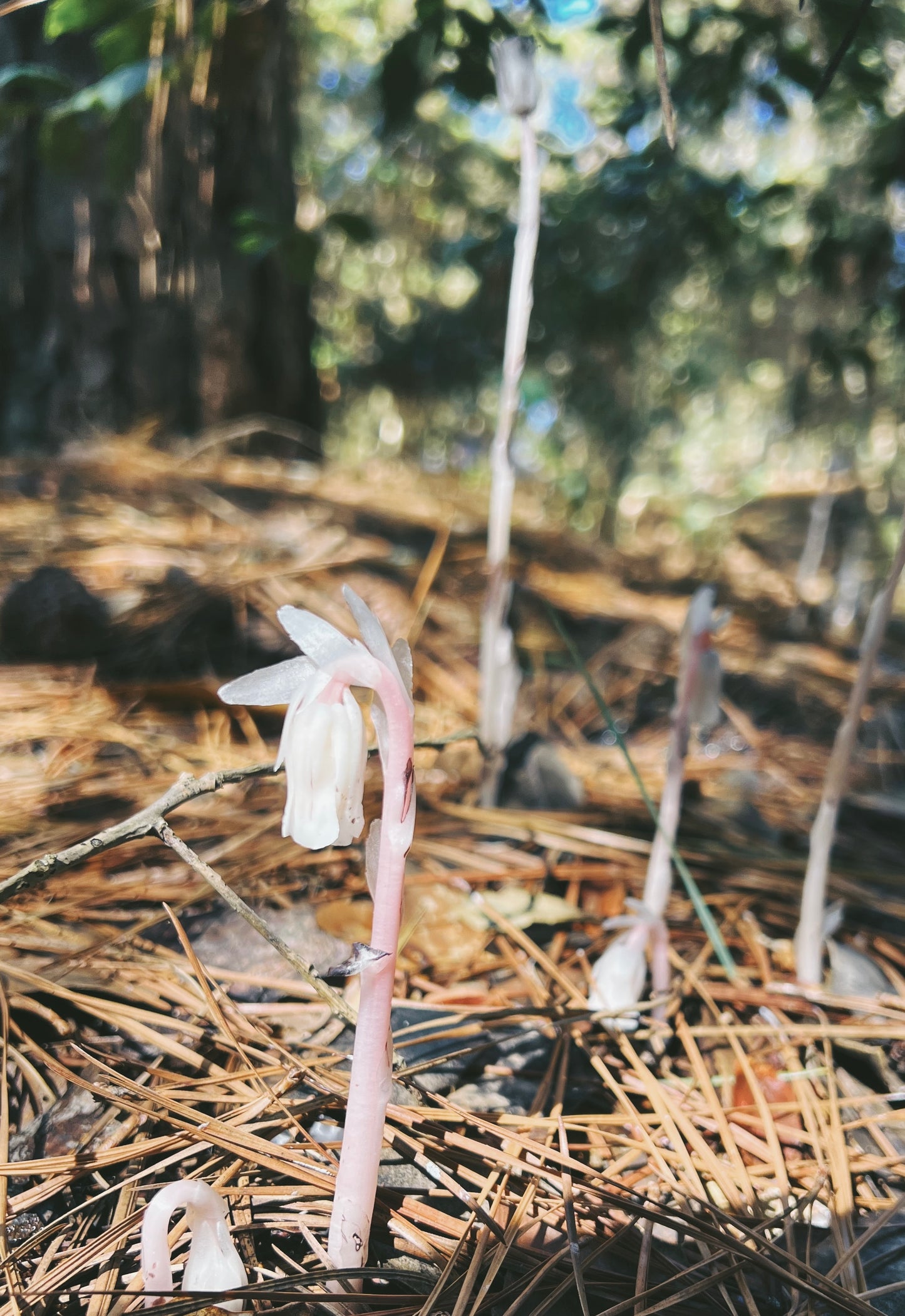 Ghost Pipe Tincture