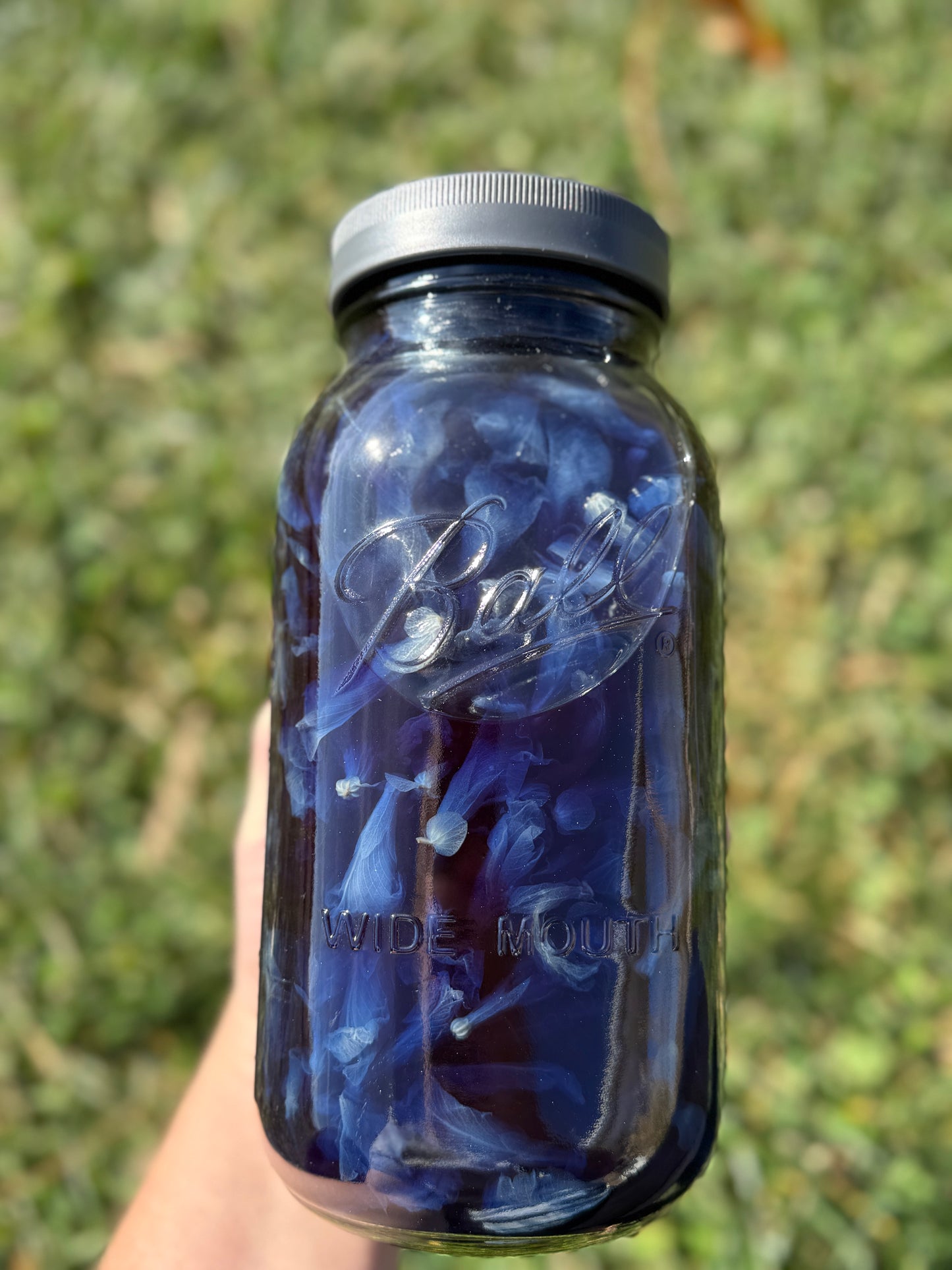 Blue Butterfly Pea Flower Elixir
