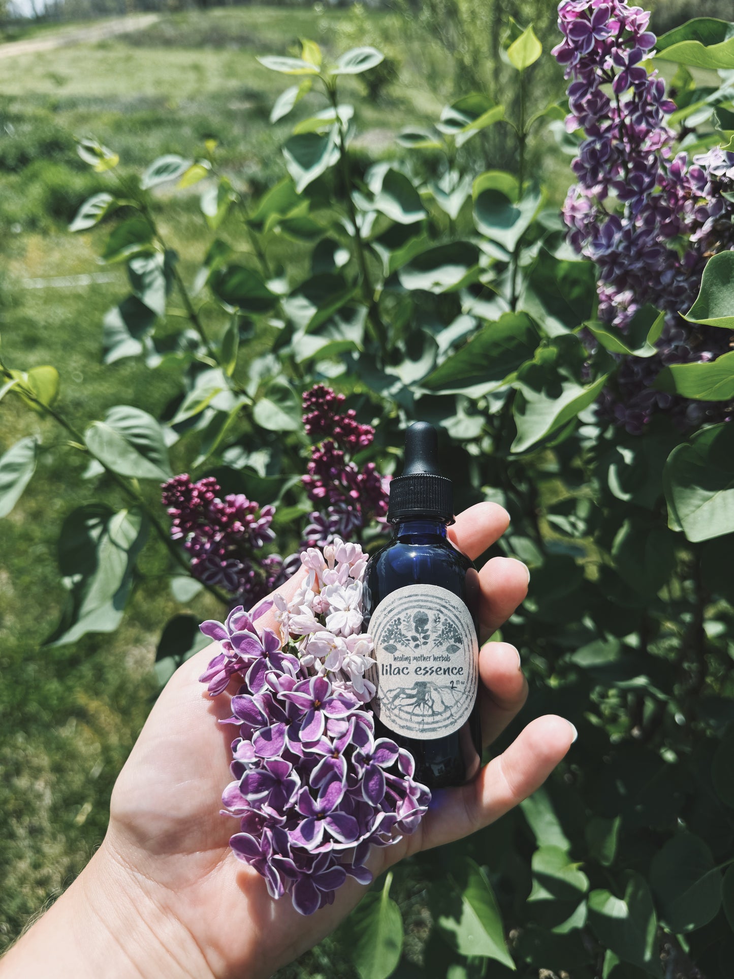 Lilac Flower Essence