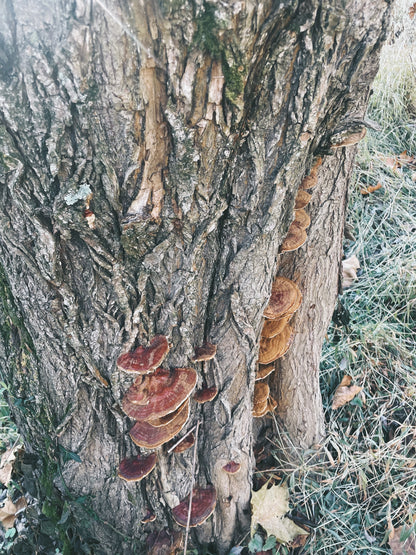 Reishi + Tulsi Extract