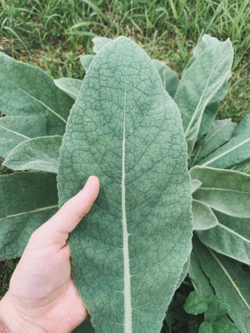 Mullein Oxymel