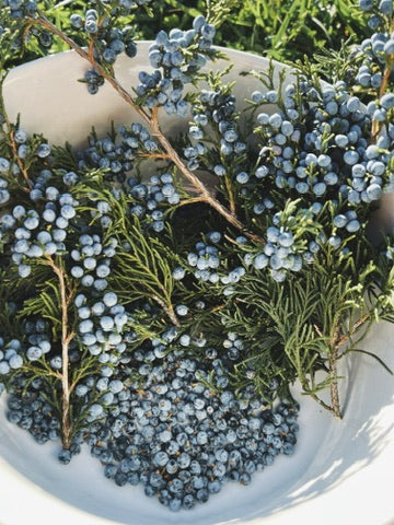 Juniper Berry Oxymel