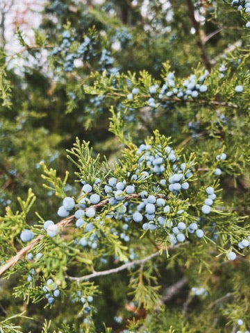 Juniper Berry Oxymel