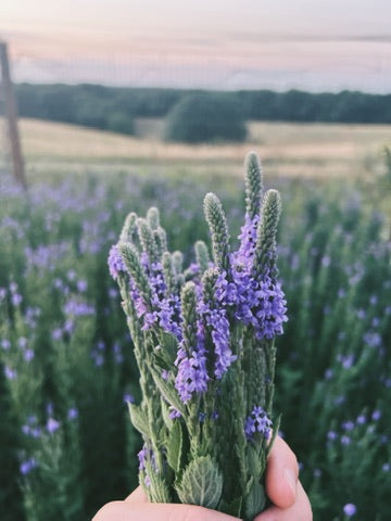 Headache Healer Tincture