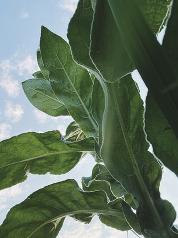 Mullein Oxymel