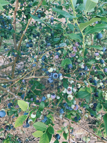 Berry Beautiful Oxymel