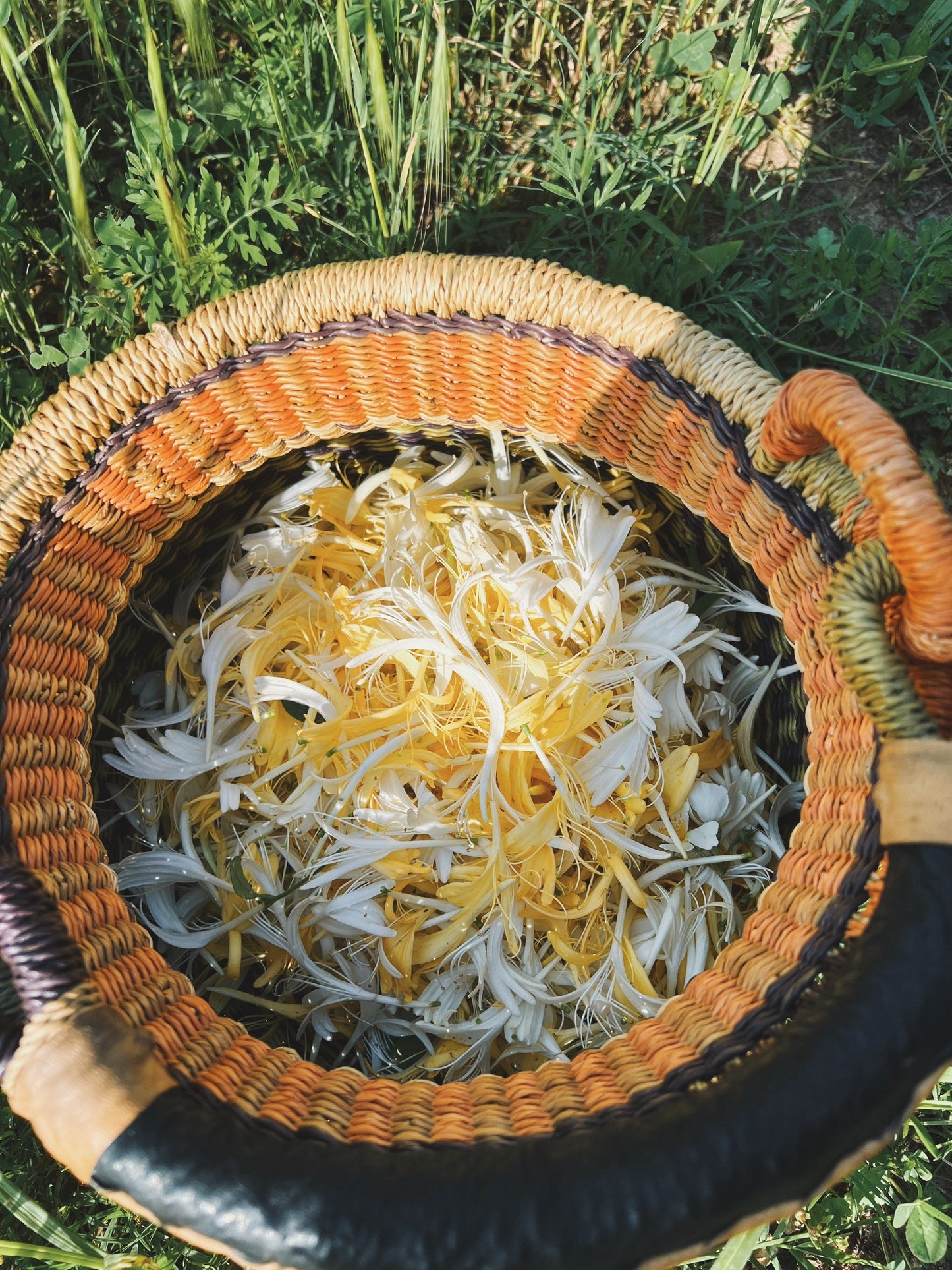 Honeysuckle Flower Essence