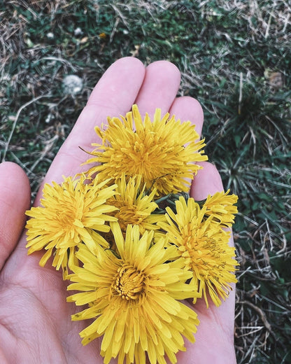 Dandelion Tincture