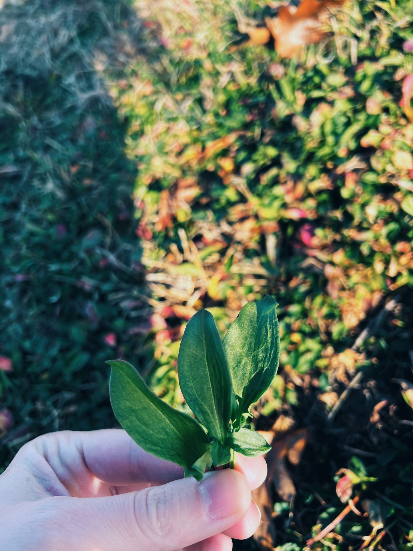 Sheep Sorrel Oxymel