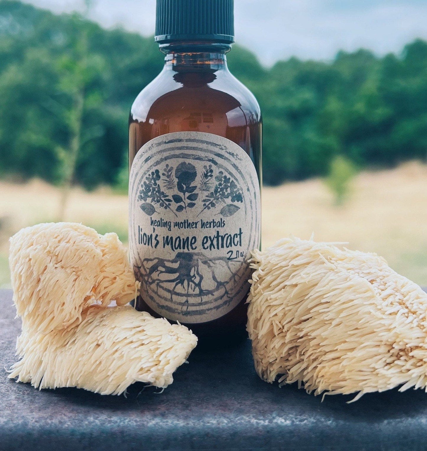 Lion’s Mane Extract