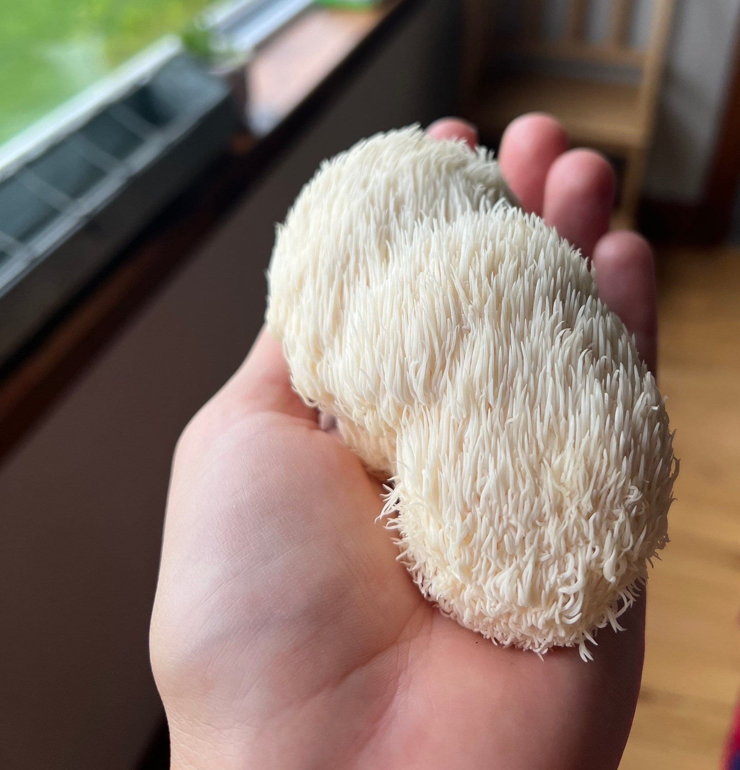 Lion’s Mane Extract
