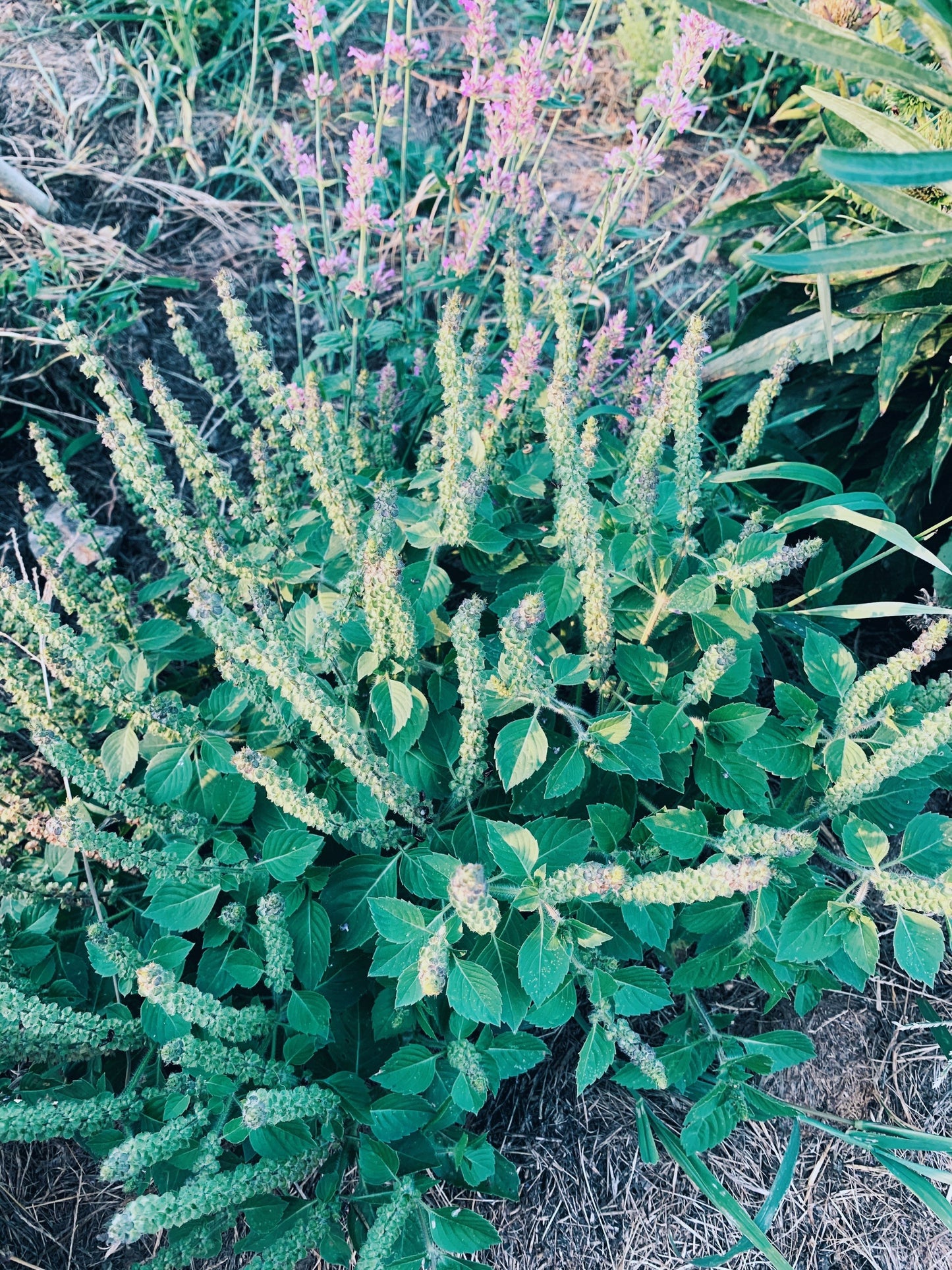 Immunity Balance Tincture