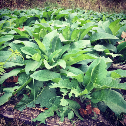 Comfrey Oil