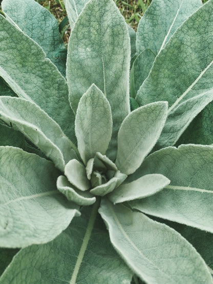 Mullein Tincture