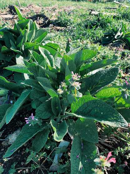 Comfrey Oil