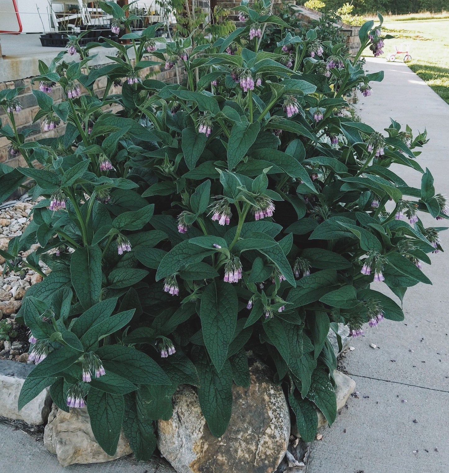 Comfrey Oil