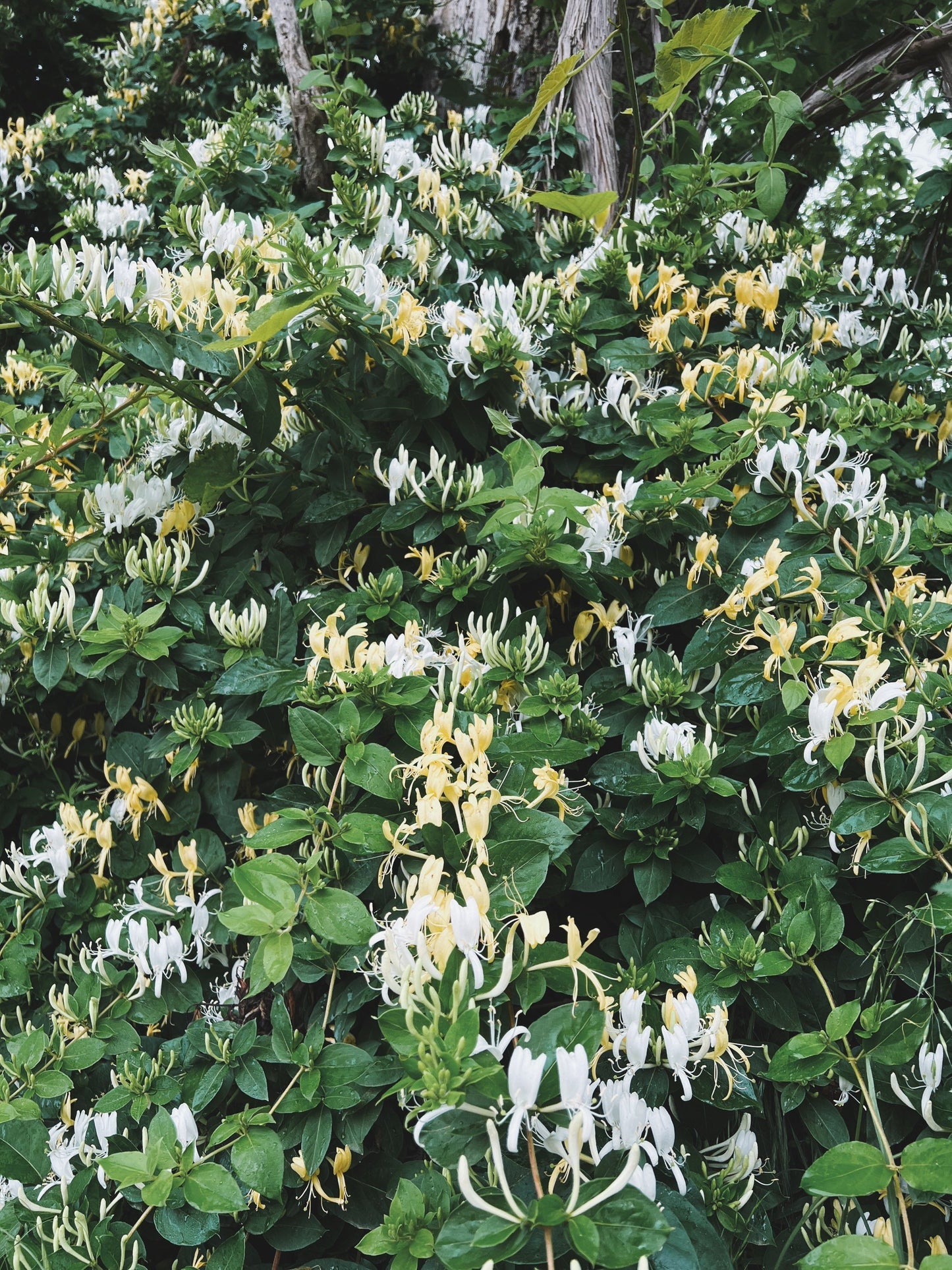 Honeysuckle Flower Essence