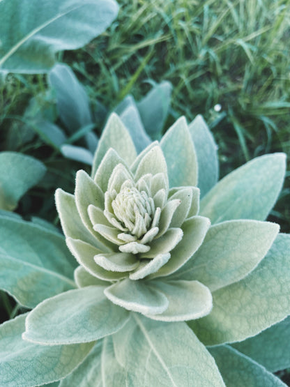 Mullein Tincture