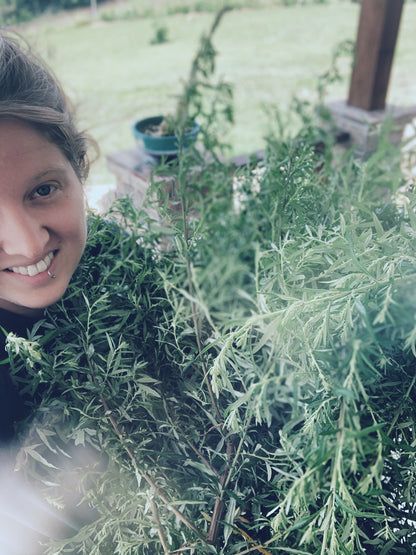 Mugwort Oil