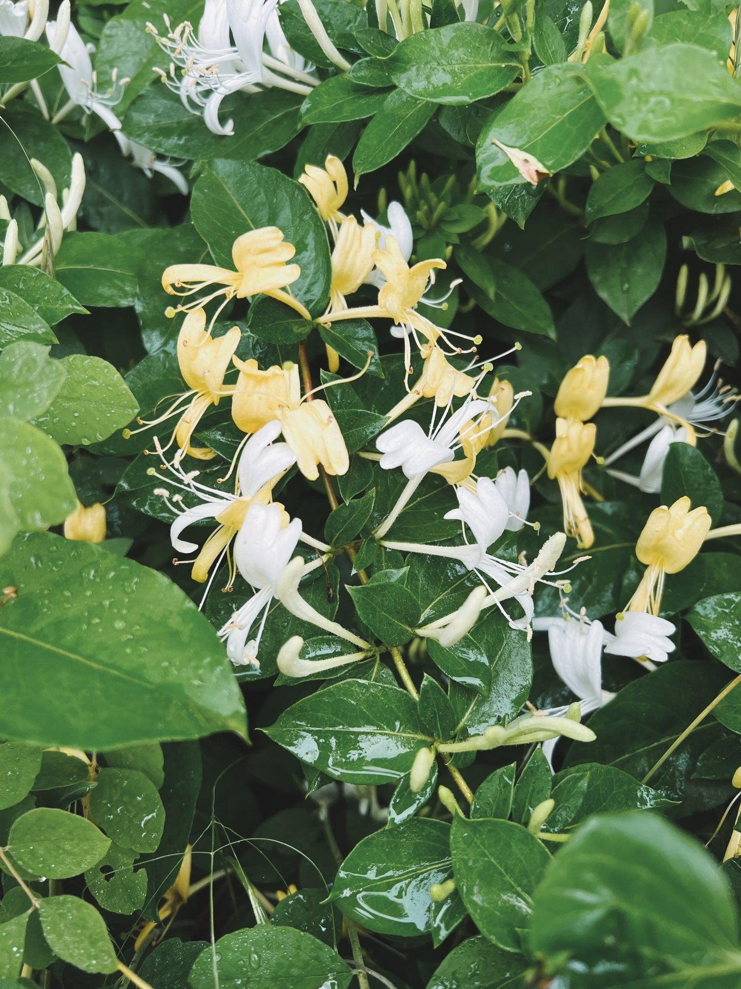 Honeysuckle Flower Essence