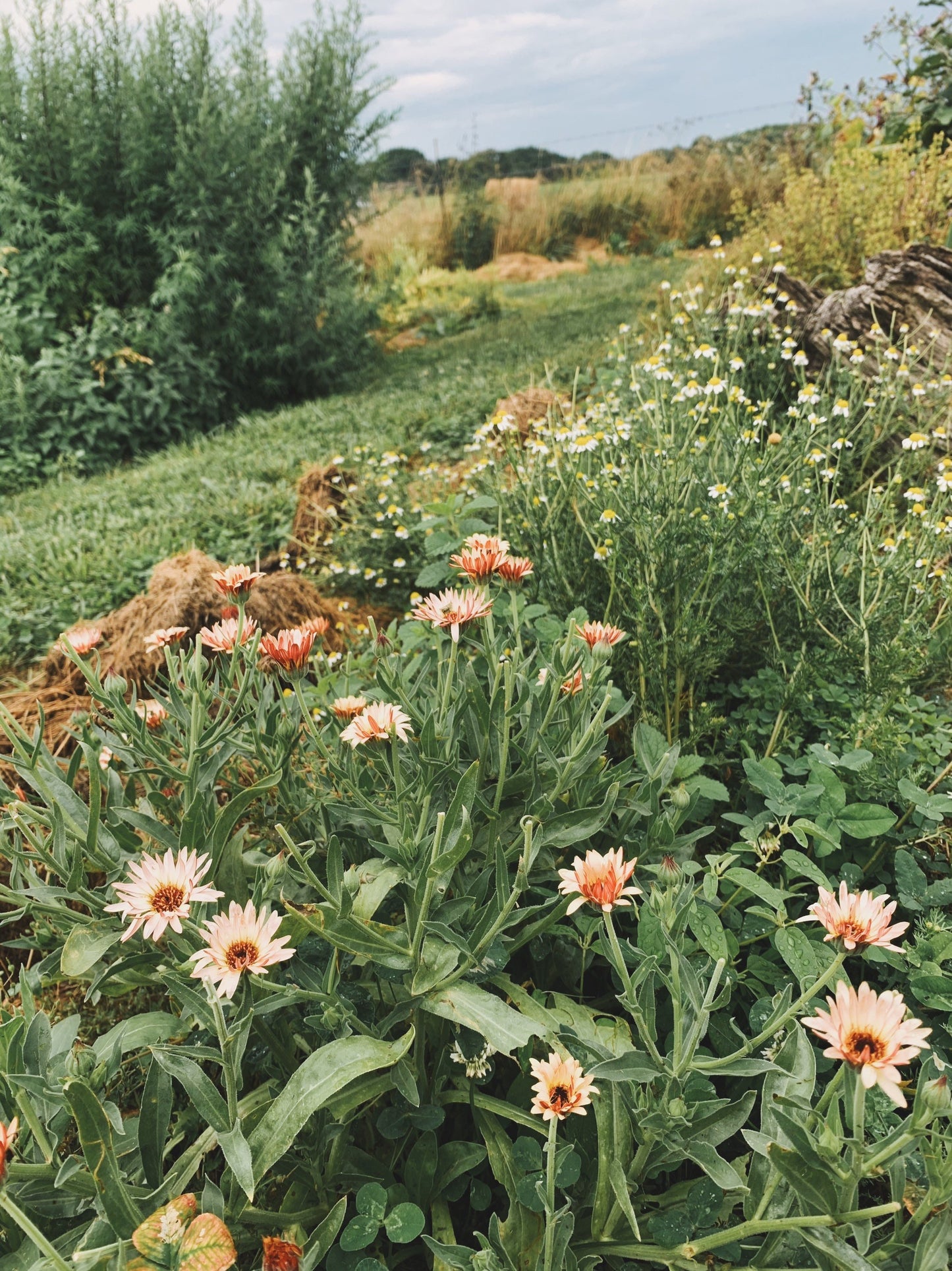 Calendula Oil