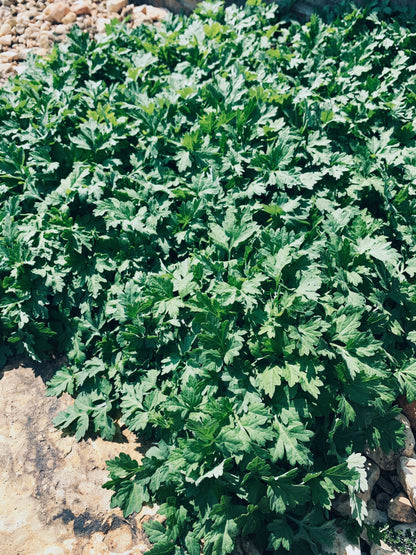 Mugwort Live Plant