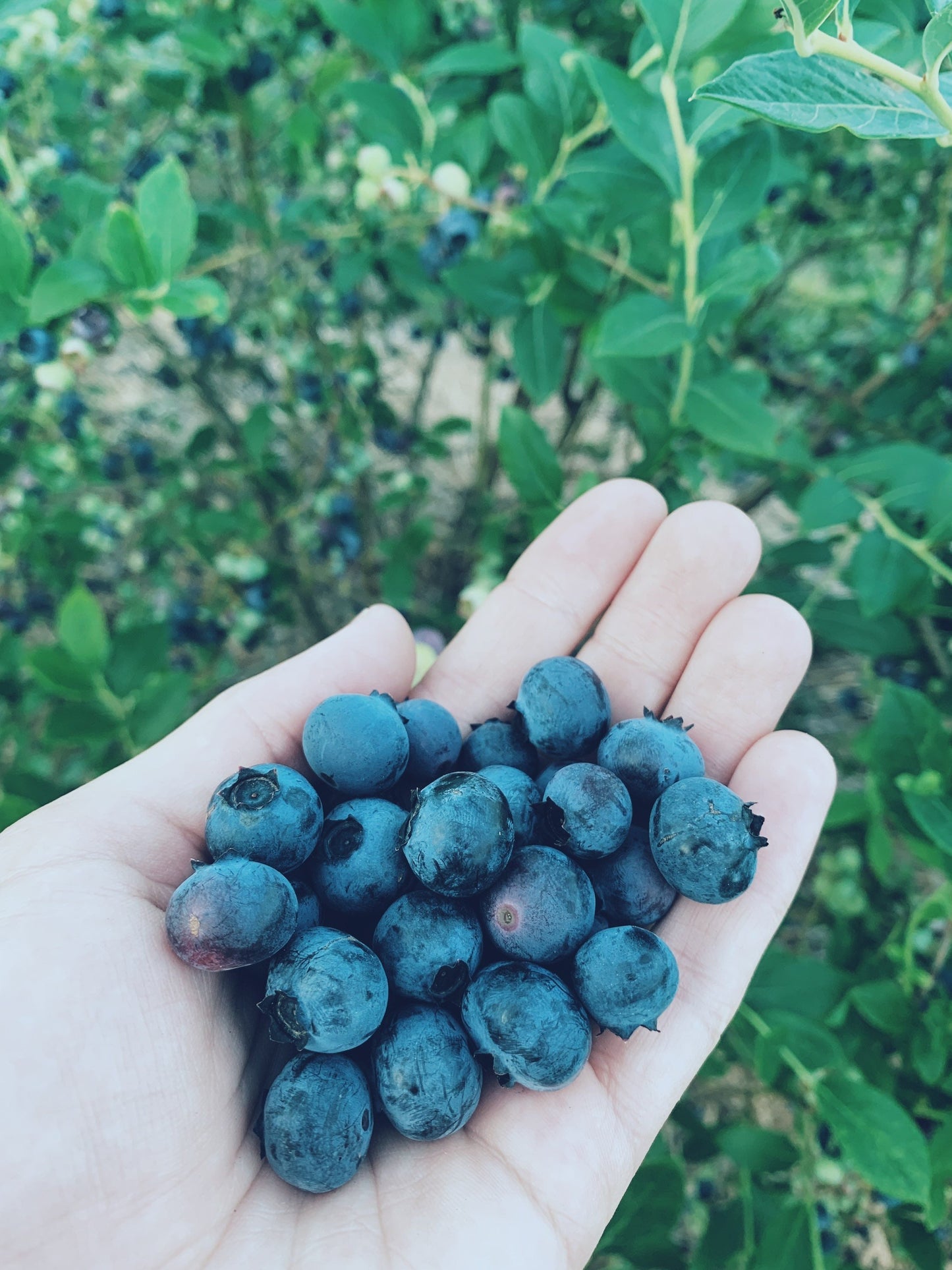 Berry Beautiful Oxymel