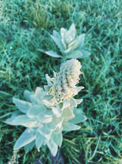 Mullein Tincture