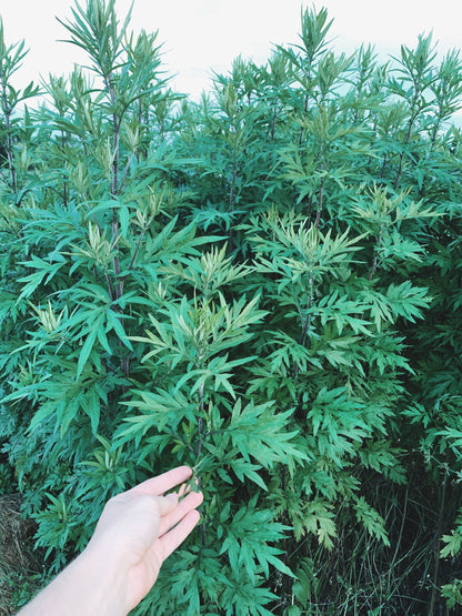 Mugwort Tincture