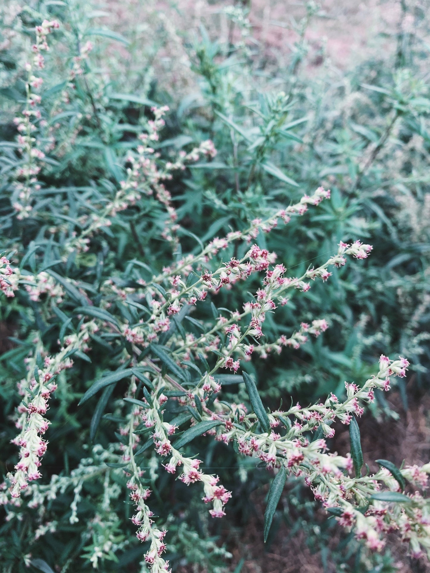 Mugwort Tincture