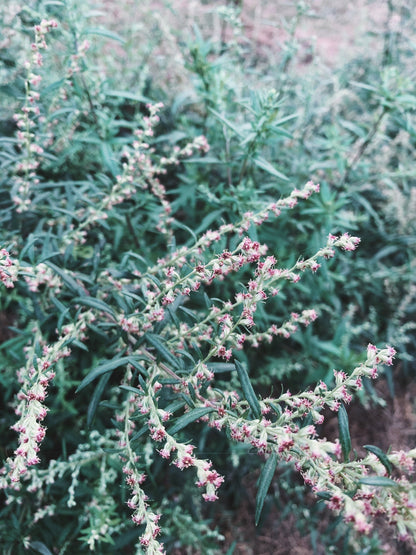 Mugwort Tincture