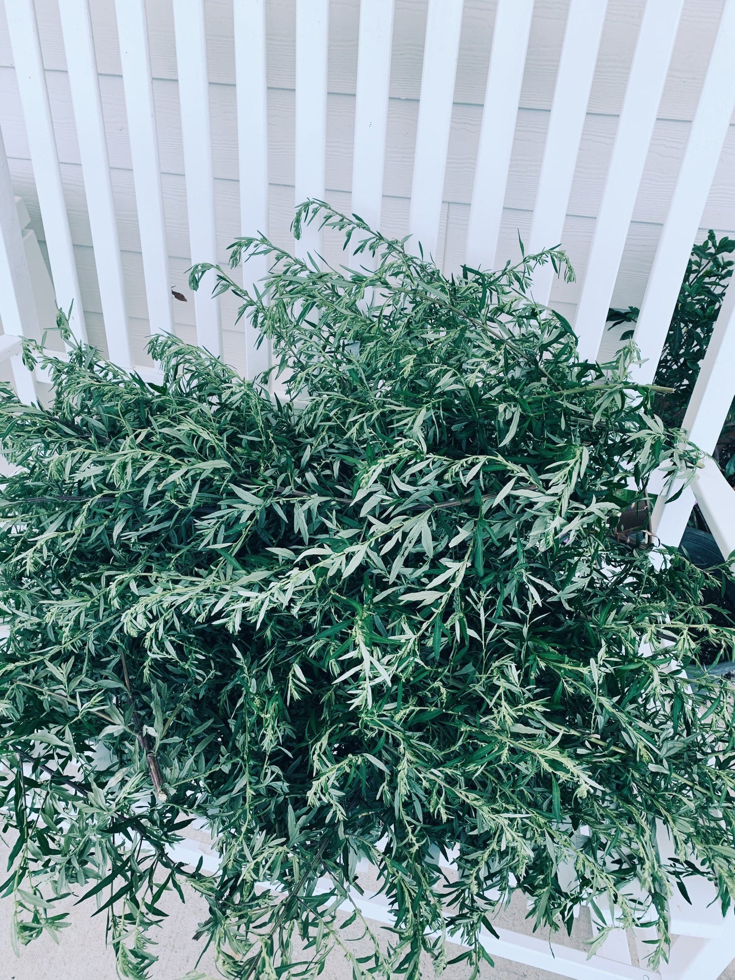 Mugwort Tincture