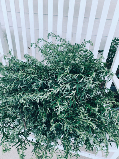 Mugwort Tincture