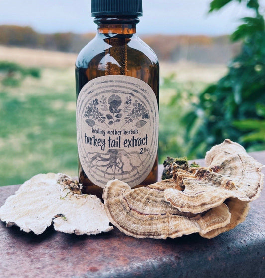 Turkey Tail Extract