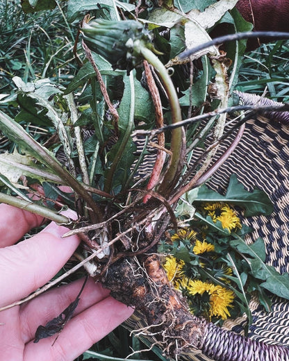 Dandelion Tincture
