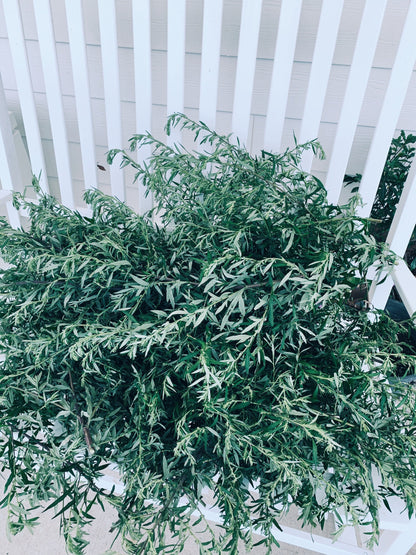 Mugwort Live Plant