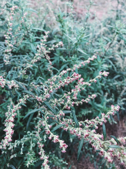 Mugwort Live Plant