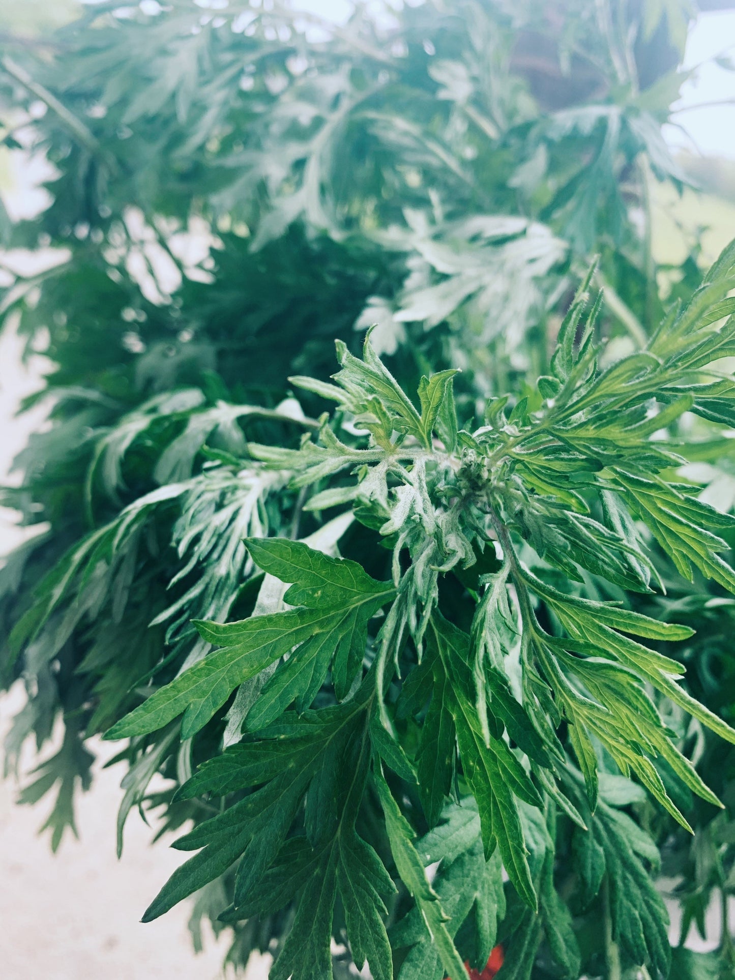 Mugwort Tincture