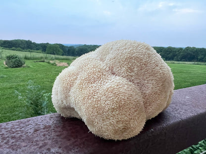 Lion’s Mane Extract